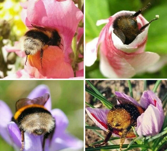 Close-up photos of bees in flowers capturing random and cringe moments for unique sense of humor enthusiasts.