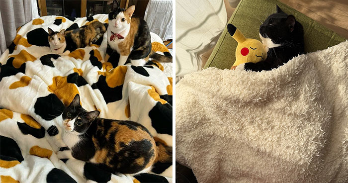This Page Captures Cats Being Adorable, Chaotic, And Way Too Funny (75 Pics)