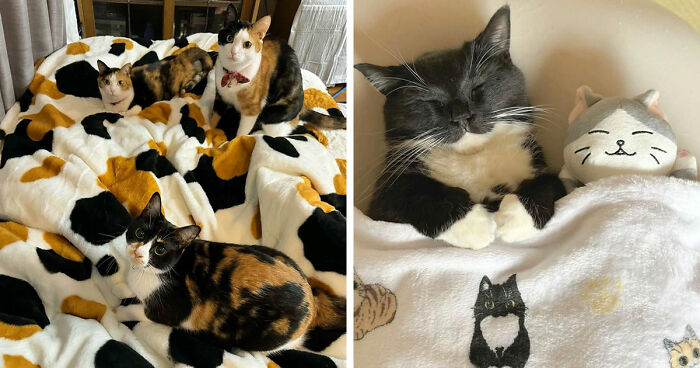 75 Funny And Cute Cat Photos That’ll Make You Smile Today