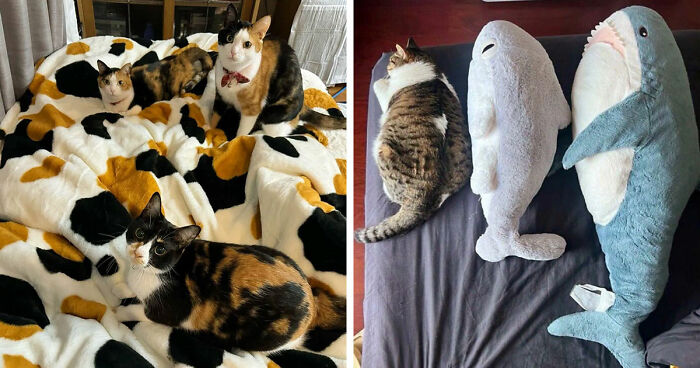 This Viral Facebook Page Proves Cats Are Natural Comedians (75 Pics)