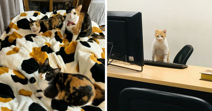 This Viral Facebook Page Proves Cats Are Natural Comedians (75 Pics)