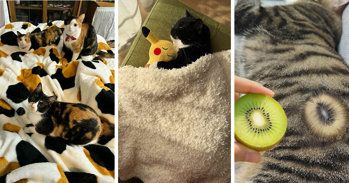 75 Funny And Cute Cat Photos That’ll Make You Smile Today