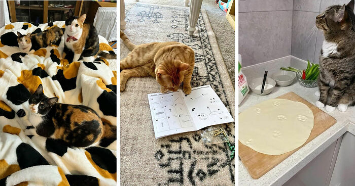 This Page Captures Cats Being Adorable, Chaotic, And Way Too Funny (75 Pics)