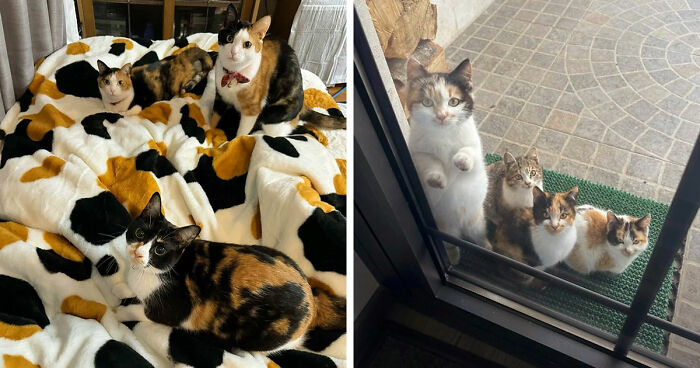 This Page Captures Cats Being Adorable, Chaotic, And Way Too Funny (75 Pics)