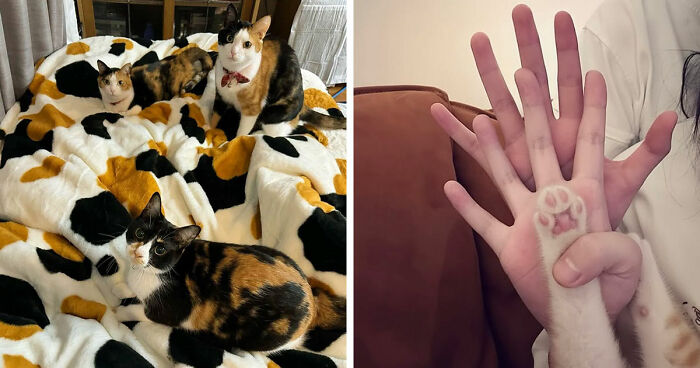 This Page Captures Cats Being Adorable, Chaotic, And Way Too Funny (75 Pics)