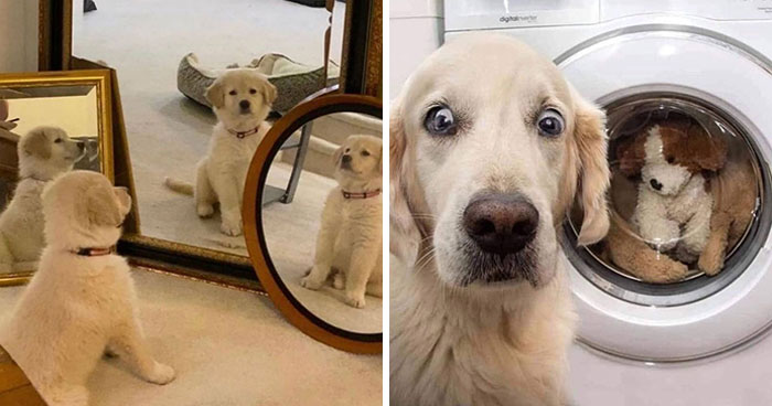 40 Funny And Cute Dog Photos That Might Make You Smile Today