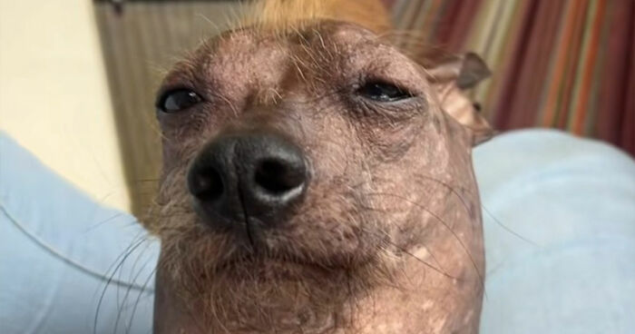 This Facebook Page Shares The Most Ridiculously Dog Photos To Help You De-Stress (40 Pics)