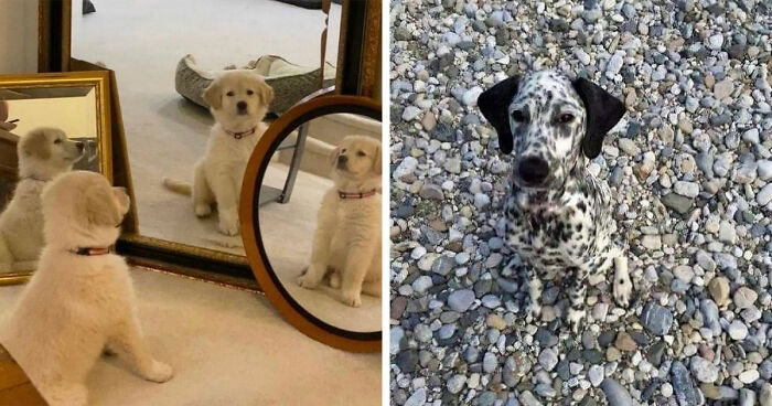 40 Funny And Cute Dog Photos That Might Make You Smile Today