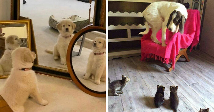 This Page Shared 40 Dog Photos Guaranteed To Reset Your Mood