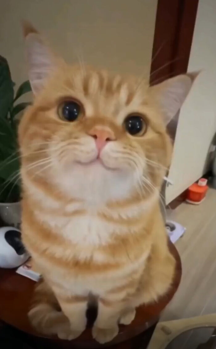 Close-up of an orange cat with wide eyes sitting indoors, highlighting the humorous nature of orange cats.