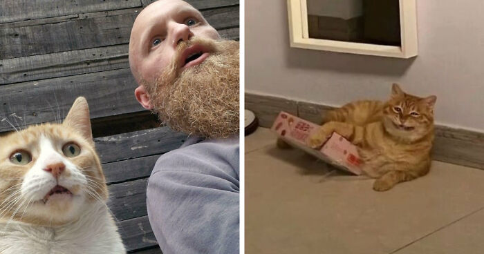 38 Hilarious Photos Proving That Orange Cats Will Never Beat The “One Brain Cell” Allegations (New Pics)