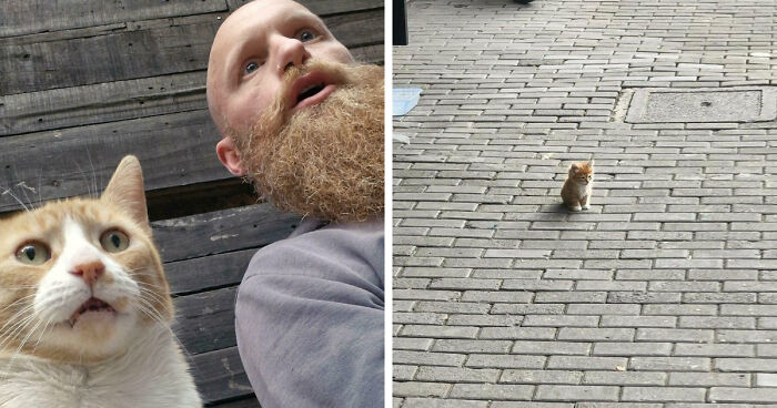 38 Hilarious Photos Proving That Orange Cats Will Never Beat The “One Brain Cell” Allegations (New Pics)