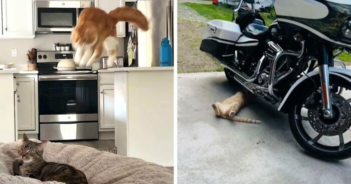 38 Hilarious Photos Proving That Orange Cats Will Never Beat The “One Brain Cell” Allegations (New Pics)