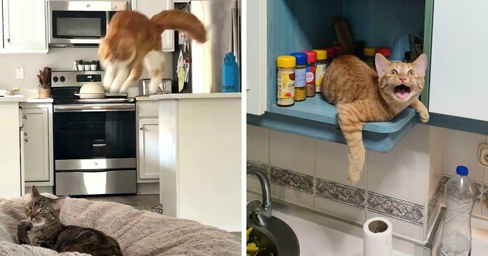 38 Hilarious Photos Proving That Orange Cats Will Never Beat The “One Brain Cell” Allegations (New Pics)