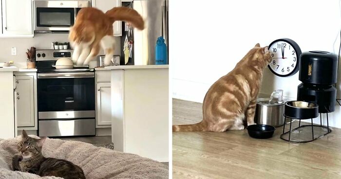 38 Hilarious Photos Proving That Orange Cats Will Never Beat The “One Brain Cell” Allegations (New Pics)