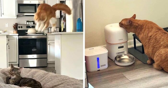 38 Hilarious Photos Proving That Orange Cats Will Never Beat The “One Brain Cell” Allegations (New Pics)