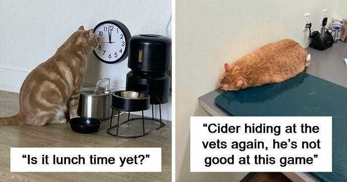 38 Hilarious Photos Proving That Orange Cats Will Never Beat The “One Brain Cell” Allegations (New Pics)