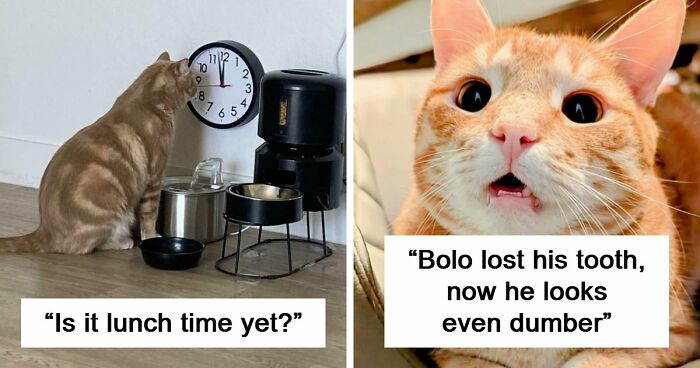 38 Hilarious Photos Proving That Orange Cats Will Never Beat The “One Brain Cell” Allegations (New Pics)