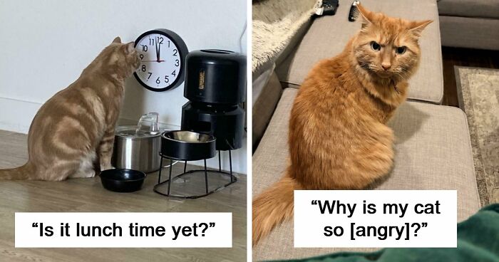38 Hilarious Photos Proving That Orange Cats Will Never Beat The “One Brain Cell” Allegations (New Pics)