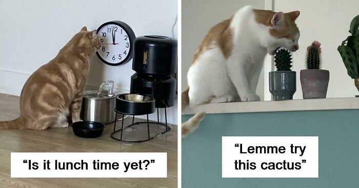 38 Hilarious Photos Proving That Orange Cats Will Never Beat The “One Brain Cell” Allegations (New Pics)