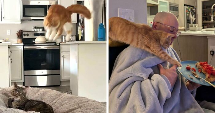 38 Hilarious Photos Proving That Orange Cats Will Never Beat The “One Brain Cell” Allegations (New Pics)