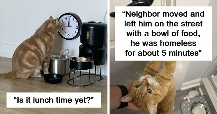 38 Hilarious Photos Proving That Orange Cats Will Never Beat The “One Brain Cell” Allegations (New Pics)