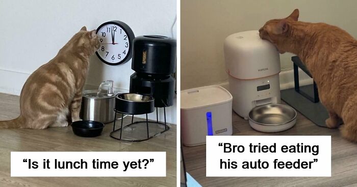 38 Hilarious Photos Proving That Orange Cats Will Never Beat The “One Brain Cell” Allegations (New Pics)