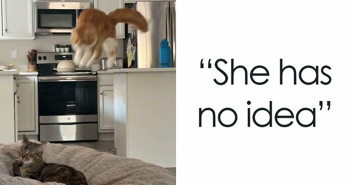 38 Hilarious Photos Proving That Orange Cats Will Never Beat The “One Brain Cell” Allegations (New Pics)