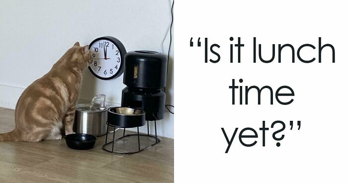 38 Hilarious Photos Proving That Orange Cats Will Never Beat The “One Brain Cell” Allegations (New Pics)