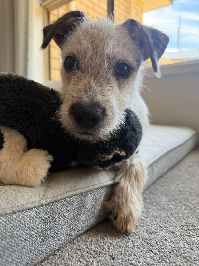 Newly adopted puppy resting on a cushion with a plush toy, enjoying cozy winter beginnings indoors.
