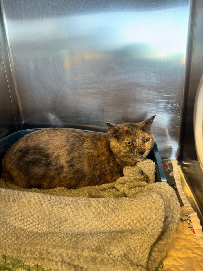 Tortoiseshell cat resting on a cozy blanket in a shelter cage, one of the newly adopted pets in winter.