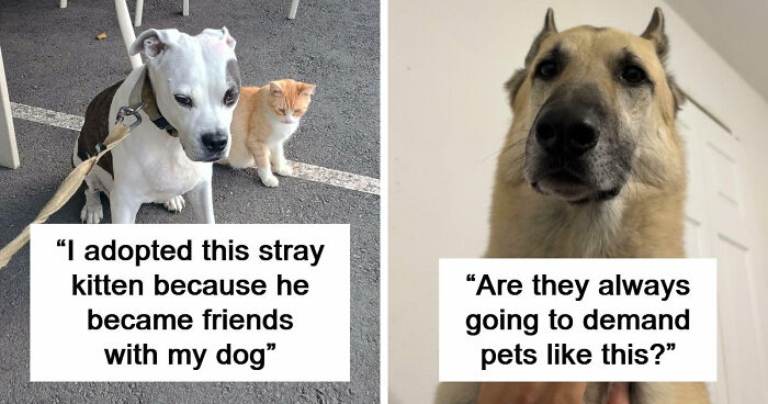 74 Newly Adopted Pets Who Brought Instant Joy To Their New Owners’ Lives (January Edition)