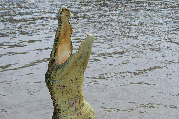 Large crocodile with mouth wide open emerging from the water illustrating dangerous things people did willingly or unwillingly.