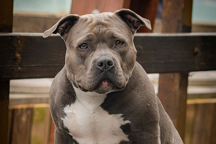 Close-up of a powerful pitbull dog sitting outdoors, illustrating one of the most dangerous things people willingly or unwillingly did.