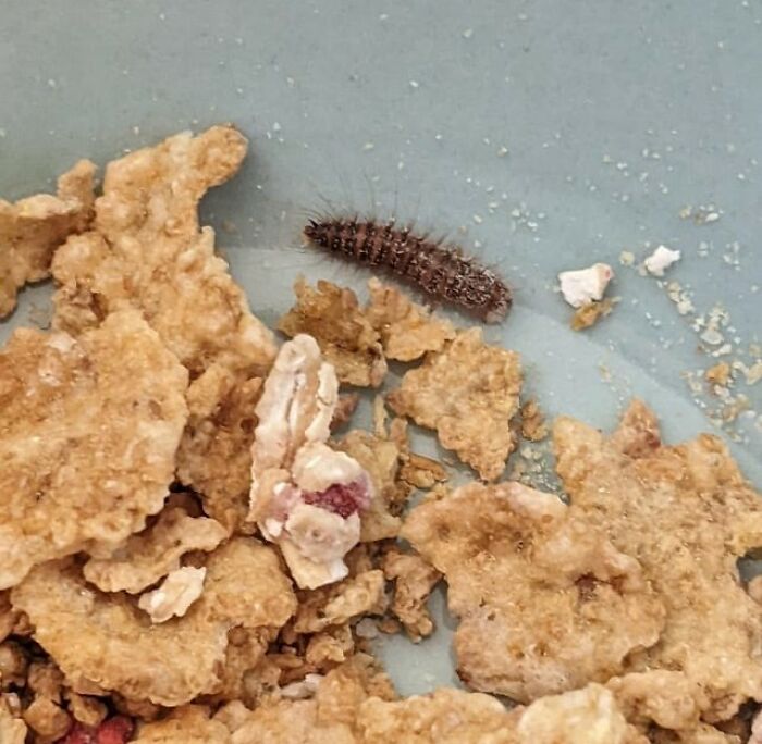 Close-up of a service industry worker's awkward moment discovering a caterpillar in a bowl of cereal flakes.
