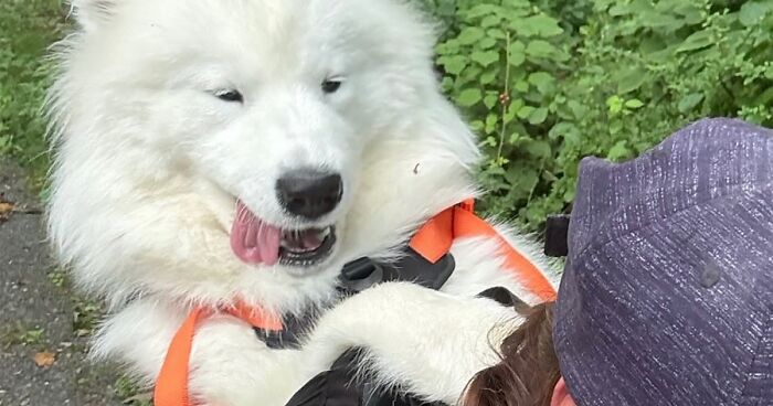 44 Wholesome Photos Of Pups Being Carried Through Cities In Backpacks