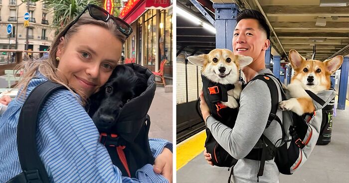 44 Wholesome Photos Of Pups Being Carried Through Cities In Backpacks