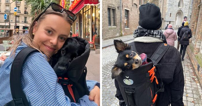 44 Adorable Photos Of Dogs In Backpacks Enjoying City Adventures