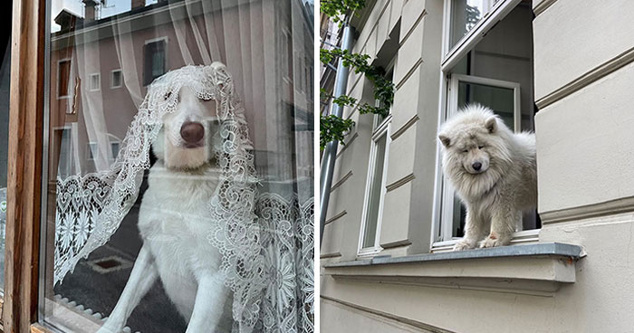 80 Endearing Photos Of Dogs In Windows Shared By This Community