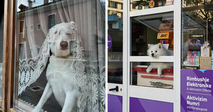 This Page Shared 80 Delightful Photos Of Dogs Watching The World From Their Windows