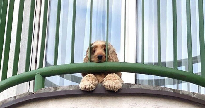 This Page Shared 80 Delightful Photos Of Dogs Watching The World From Their Windows