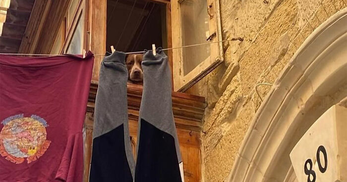 This Instagram Profile Shared 80 Sweet Dogs Looking Out From Windows