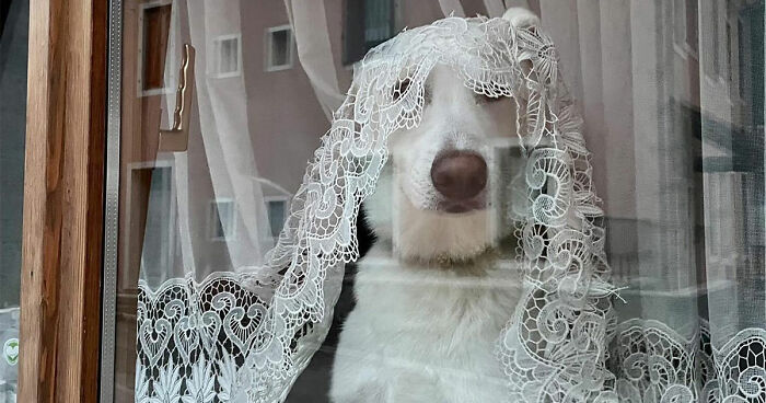 80 Adorable Dogs Caught Peeking Out Of Windows, As Shared On This Instagram Page