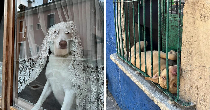 80 Endearing Photos Of Dogs In Windows Shared By This Community