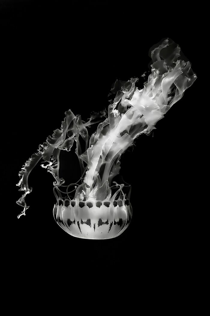 Black and white photo of a jellyfish with flowing tentacles showcasing award-winning animal photography in nature.