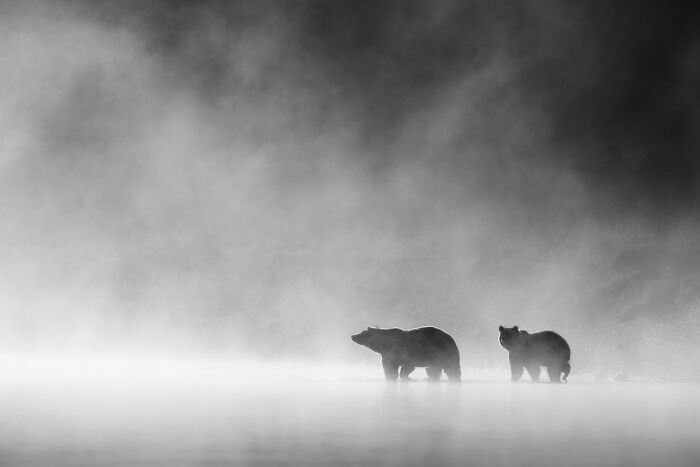 Two black bears in a misty landscape captured in award-winning black and white animal photography showing nature's raw impact.