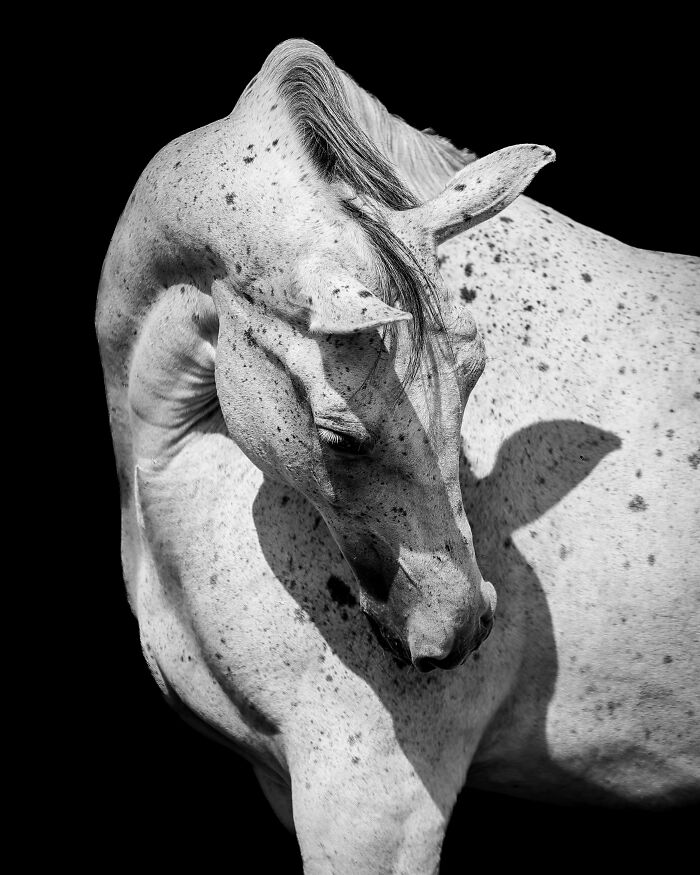 Black and white animal photo of a speckled horse with a detailed coat against a solid black background.