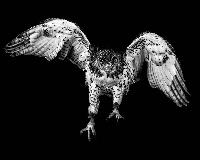 Black and white animal photo of a hawk mid-flight with wings spread against a black background.