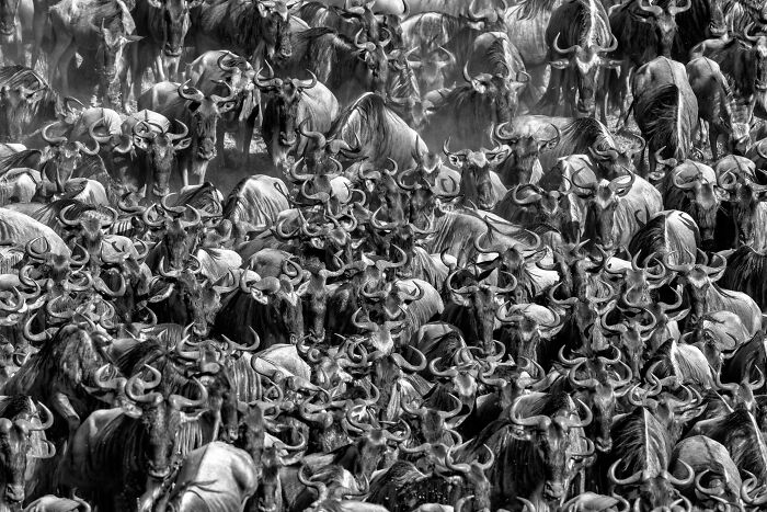 Black and white animal photo showing a dense herd of wildebeest capturing nature's impact without color.