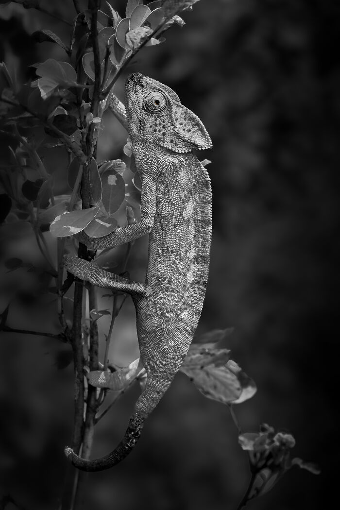 Black and white animal photo of a chameleon climbing a branch, showcasing nature's impact without color in award-winning photography.